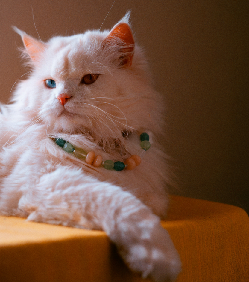 Home gemini generated image papiqgpapiqgpapi