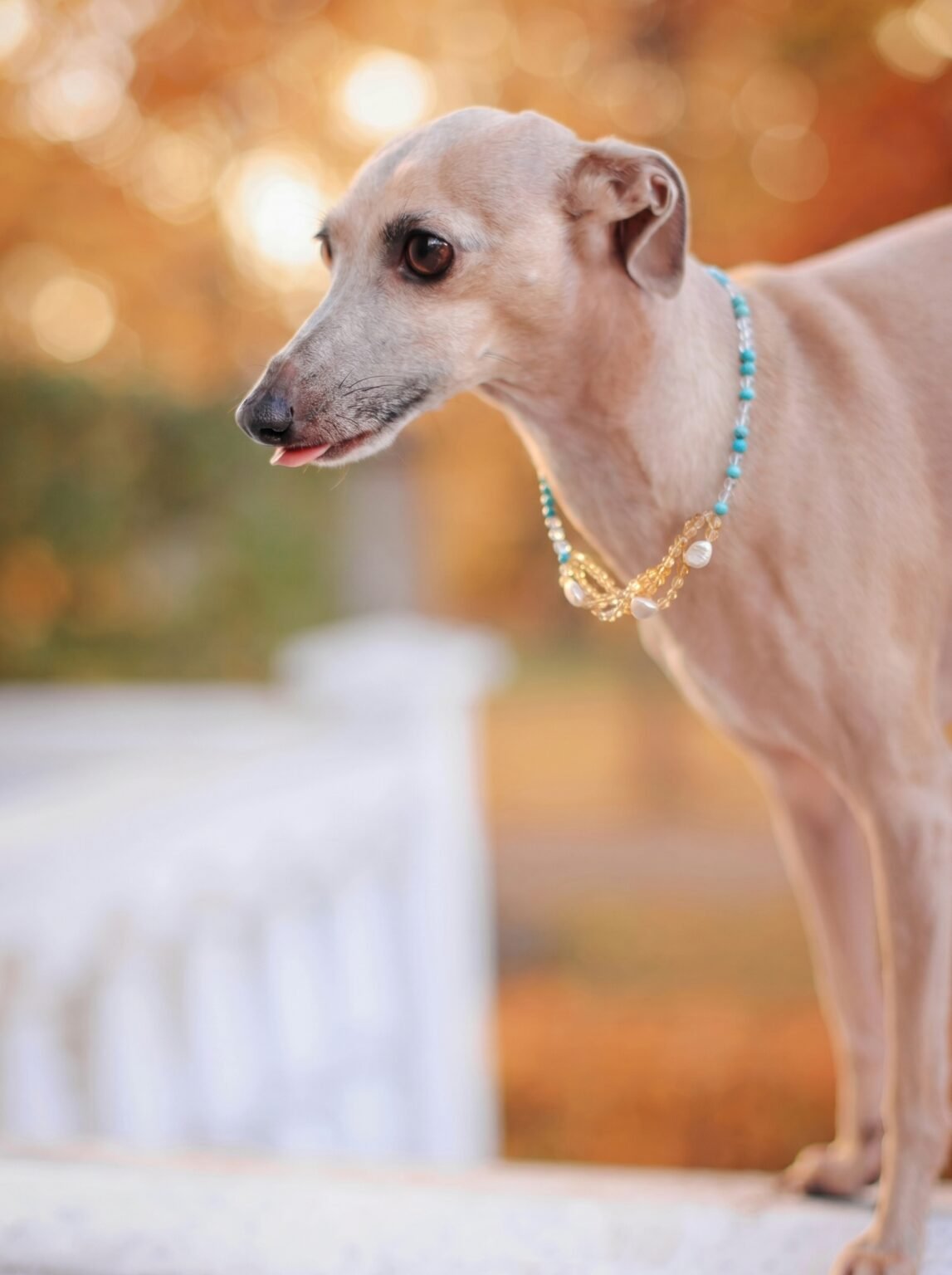 Blog remove the current collar and 202606101531