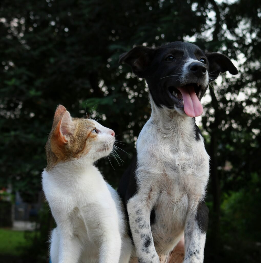 The Art of Pet Jewelry: Understanding Gemstone Energy and Choosing a Luxury Necklace for Your Cat or Dog anusha barwa ppkcyi1cxci unsplash